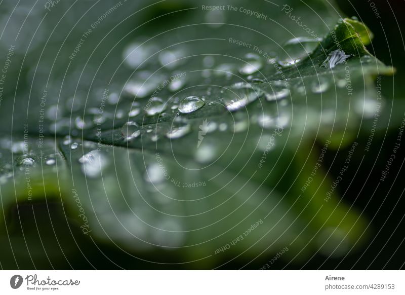 bedröppelt grün Wassertropfen Blatt frisch Tropfen nass glänzend natürlich Regen Grünpflanze rein Reinheit Wetter ästhetisch Garten Urelemente Muster dunkel