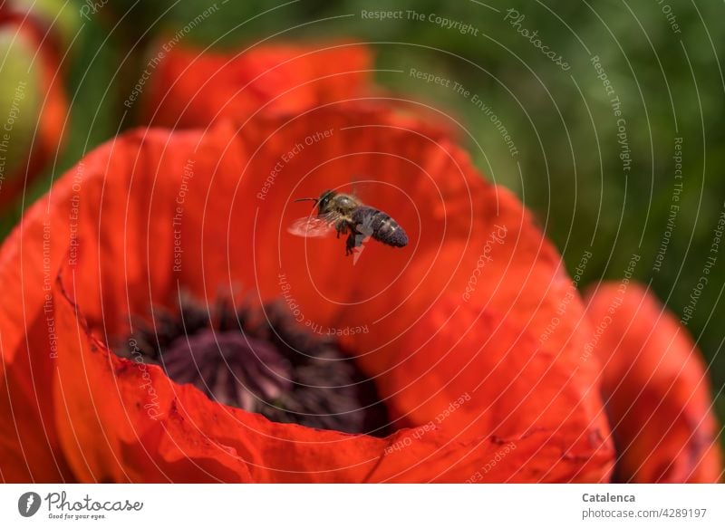 Montag für fleißige Bienchen Natur Flora Fauna Tier Insekt Biene Honigbiene fliege Pollen Pflanze Mohn Blüte Blütenblatt blühen Sommer schönes Wetter Tag