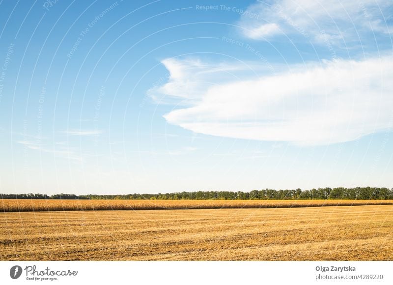 Sommerliche Maisfeldernte. Kornfeld Ernten Maismähen Mähen Feld stabble Himmel blau gelb Cloud Landschaft Natur Ackerbau ländlich Bauernhof Windstille Horizont