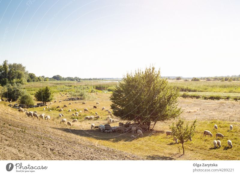 Schafherde. Weide Herde Grasland Lamm Schwarm ländlich Ackerland Sonnenuntergang grün Feld Wiese Bauernhof Natur Landschaft Sommer Weidenutzung Viehbestand