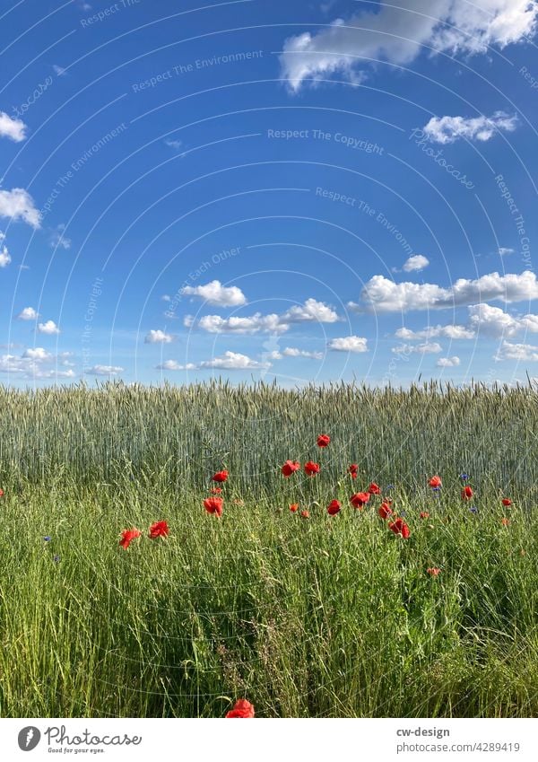 Auf dem Feld Landwirtschaft Ackerbau Nutzpflanze Sommer