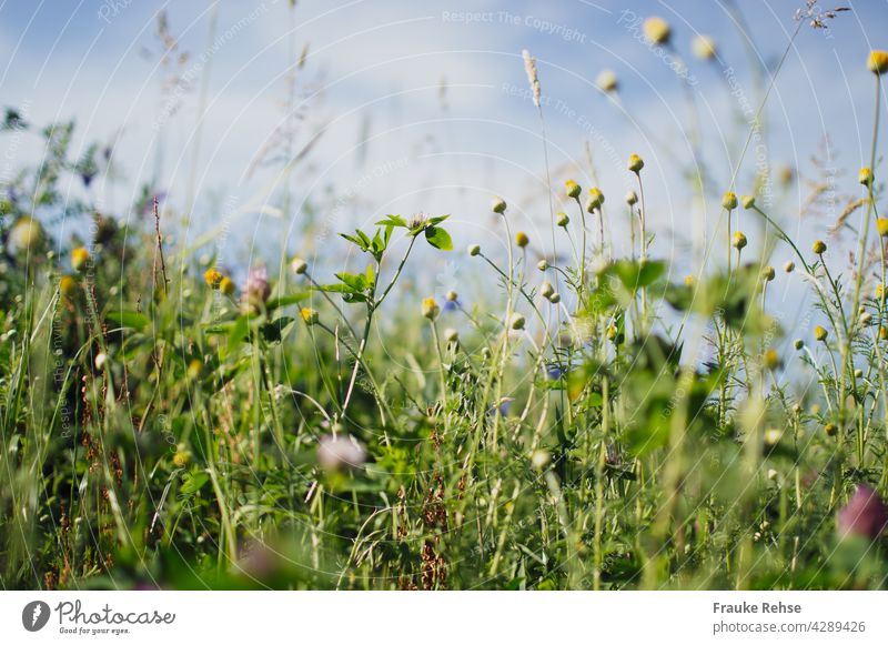 Blumenwiese im Sonnenlicht vor blauem Himmel Knospen Margeriten Klee Blüten Kornblume violett Gräser grün Sommerwiese blauer Himmel Gras Wiese Feldrand Natur