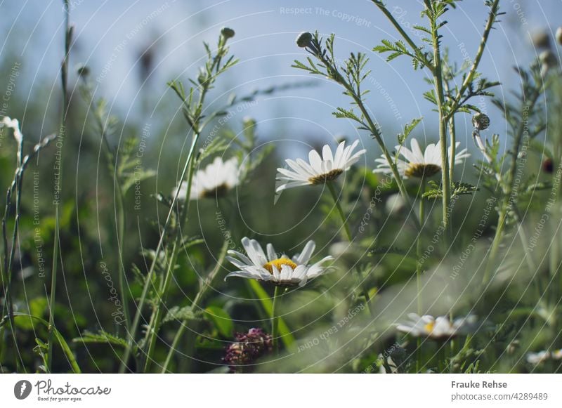 Margeriten - Blüten und Knospen im Sonnenlicht vor blauem Himmel weiß gelb grün Sommerwiese blauer Himmel Gras Wiese Feldrand Natur Unschärfe Spaziergang pur