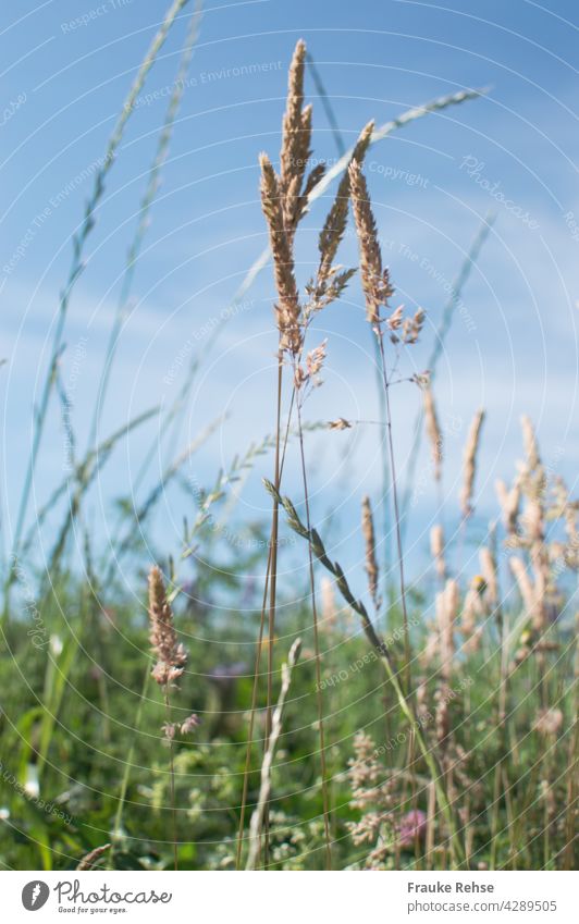 Gräser im Sonnenlicht vor blauem Himmel grün Sommerwiese blauer Himmel wiegen im Wind Gras Klee Wiese Feldrand Natur braun beige Ähren Unschärfe Spaziergang