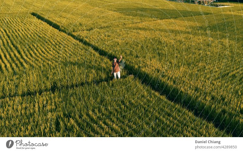 Junge im Paddy Reisfeld Außenaufnahme grün Ferien & Urlaub & Reisen Landschaft asiatisch Luftaufnahme Luftbildfotografie Antenne Dröhnen Vogelperspektive