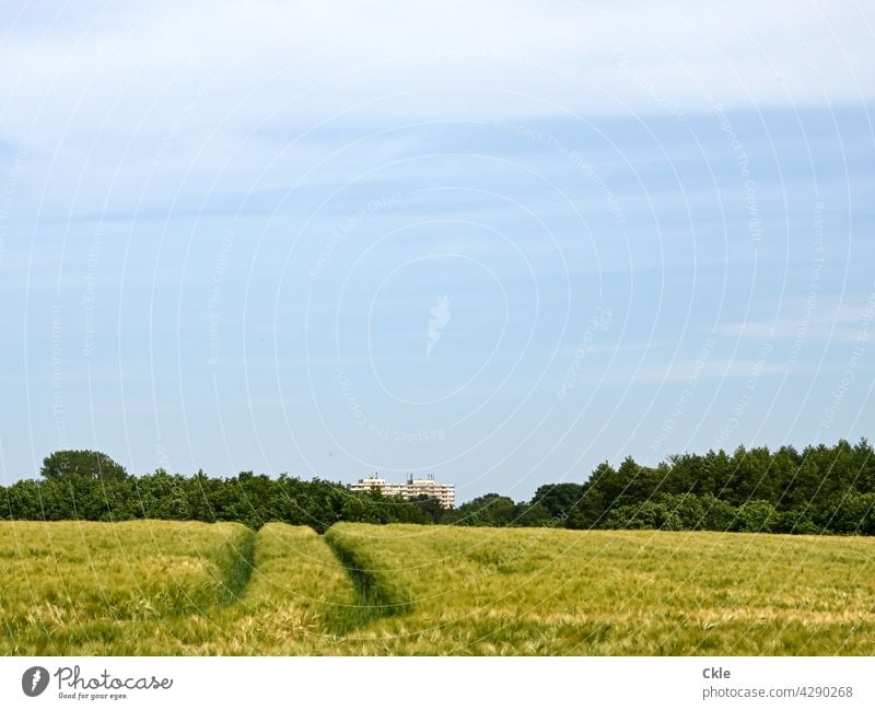 Blick übers Weizenfeld auf Bad Oldesloer Hochhaus Getreide Landwirtschaft Kornfeld Nutzpflanze Getreidefeld Ackerbau Natur Ähren Ernährung Ernte Ackerfurche