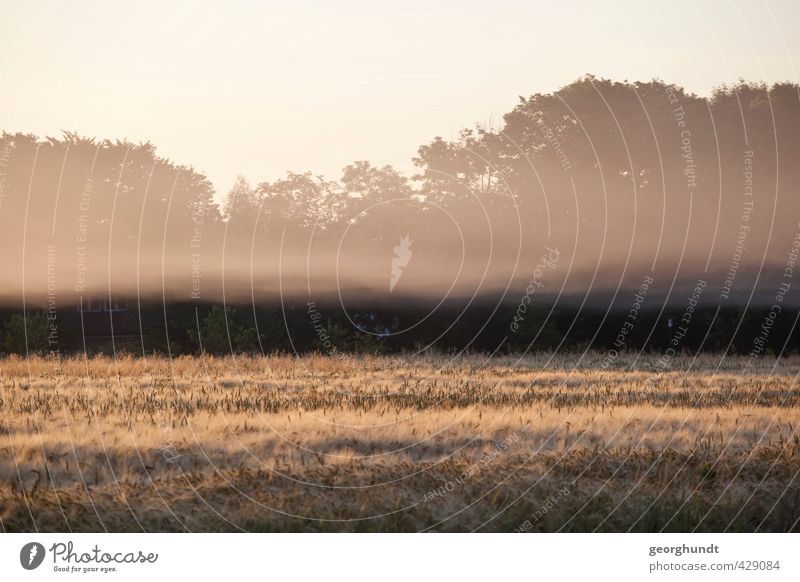 Frühpoel auf Nebel Insel - II Wellness Leben Sauna Ferien & Urlaub & Reisen Tourismus Sommer Sommerurlaub Strand Meer Umwelt Natur Landschaft Pflanze Baum Gras