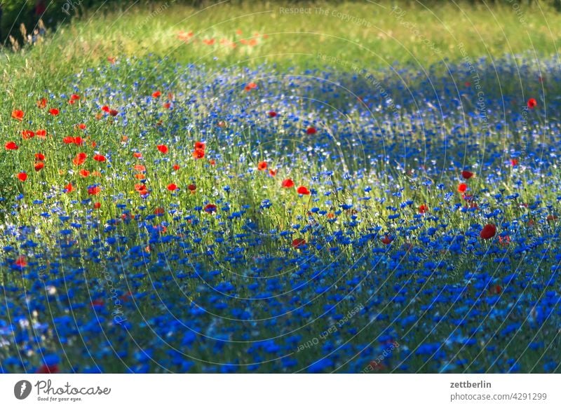 Wiese mit Kornblumen und Mohn acker blau blaue blume feld frühjahr frühling kornblume lichtung natur romantik romantisch sommer wachstum wiese wild wildwiese