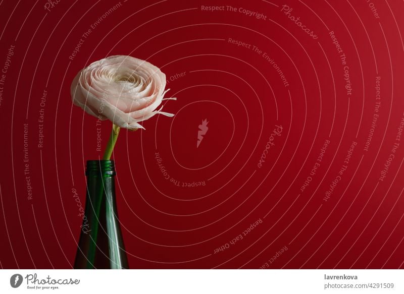 Weiß und Ranunkel Blume in einer grünen Flasche Hahnenfuß (Ranunculus asiaticus) Blumen botanisch Blütenblätter Flora Minimalismus Sommer Blütenblatt romantisch