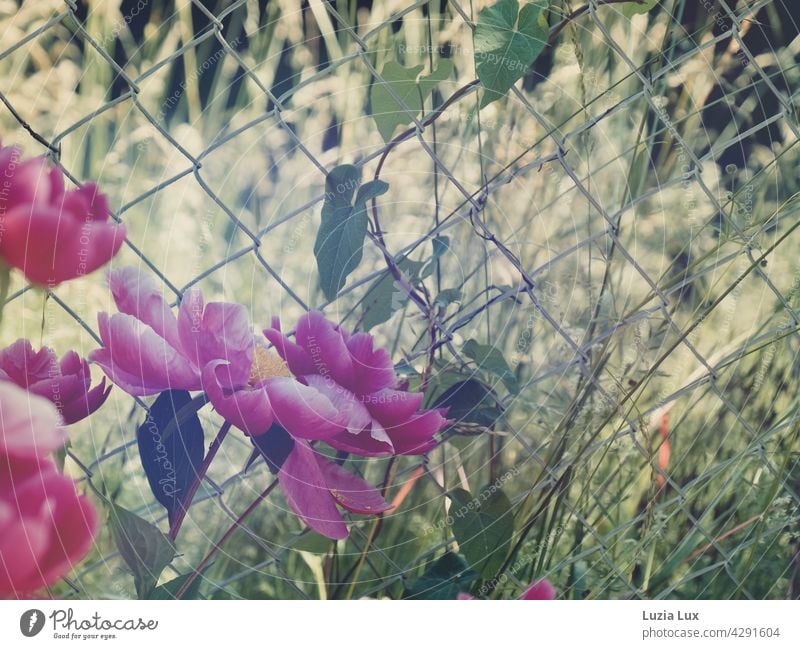 Pfingstrosen, pinkfarben im Abendsonnenschein, dahinter Maschendrahtzaun Pfingstrosenblüten Abendlicht Sommerlicht Sonnenschein Frühsommer hell schön Ranken