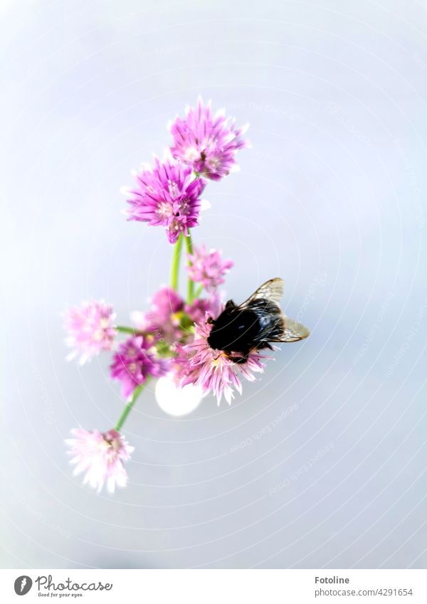 Ich hatte ein paar Schnittlauchblüten abgeschnitten. Weil ich sie sooo schön finde, stellte ich sie auf den Terrassentisch in eine kleine Vase. Da kam eine kleine dicke Hummel vorbei und kümmerte sich um die Blüten.