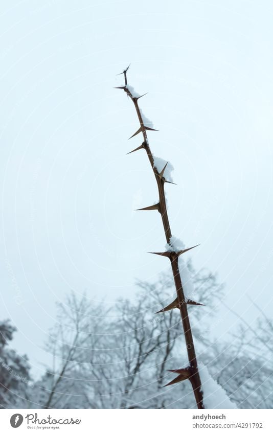 Mit Schnee bedeckte Dornen an einem Wintermorgen schön Schönheit Ast Sauberkeit abschließen Nahaufnahme kalt kalte Zeit Textfreiraum Tod Umwelt Flora geblümt