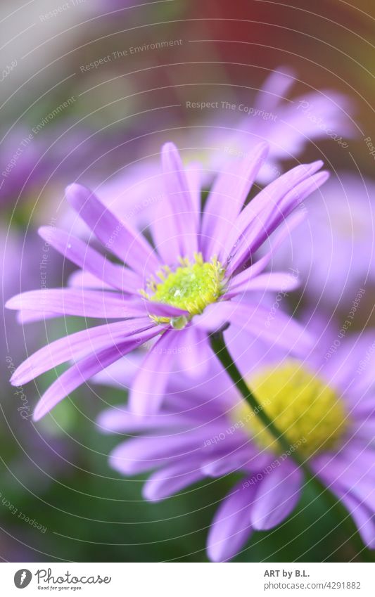 Australisches Gänseblümchen blume blüte gänseblümchen blumenbeet garten natur lila gelb