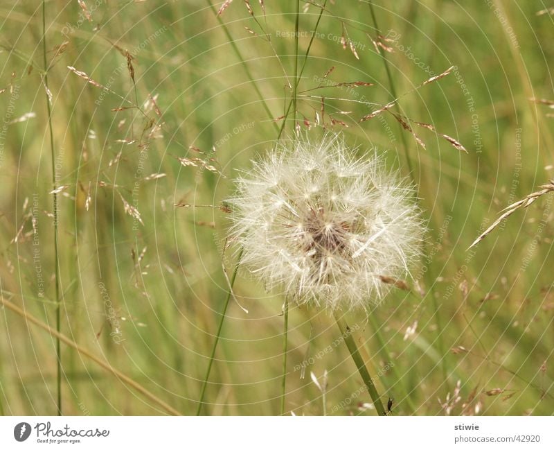 pusteblume Löwenzahn Blume Pflanze Blüte Gras grün Sommer Herbst blowball Rasen Wind dandelion autumn grass flower blossom