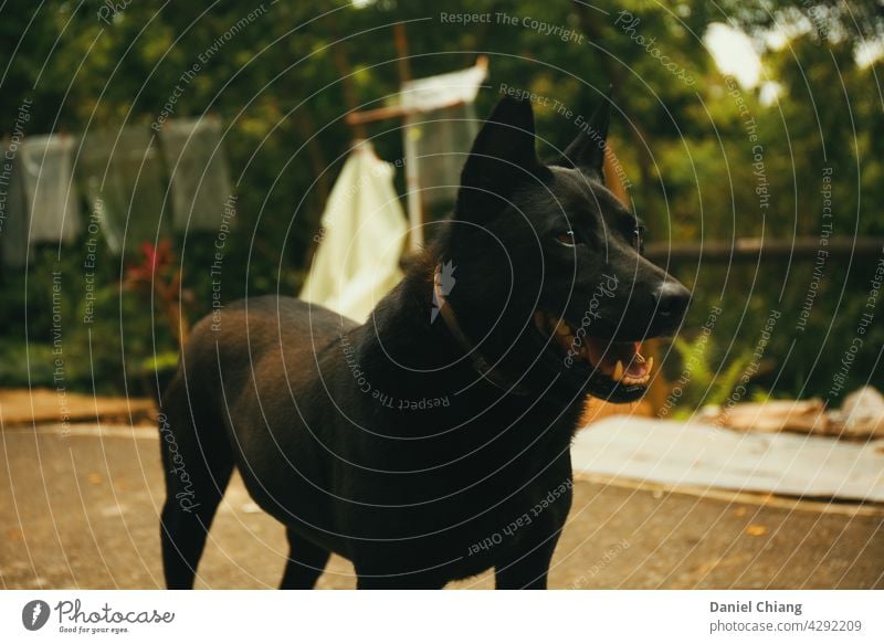 Hund Porträt Tierporträt Tiergesicht Haustier schwarz im Freien außerhalb Außenaufnahme niedlich Tierliebe Blick Fell Tag Feld Gras Hundefoto Bäume Licht Welpe