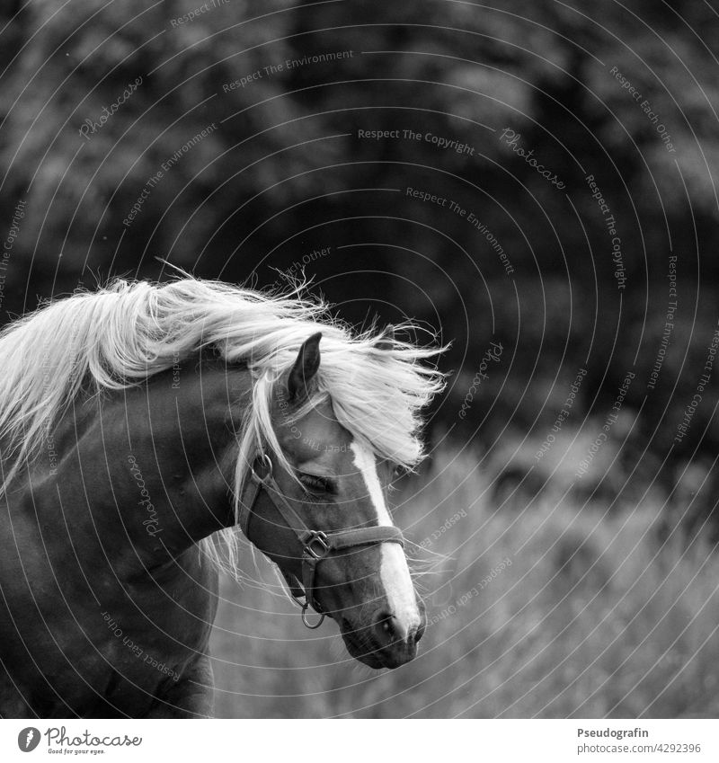 Haflinger Pferd Mähne Portrait Bewegung