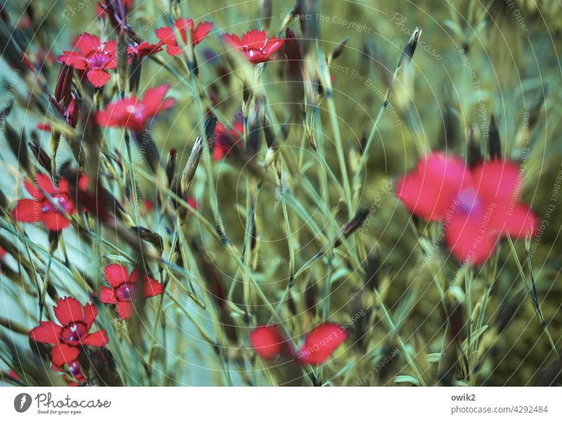 Wilde Nelken Blume Natur Makroaufnahme Nahaufnahme Frühling Blütenblatt Wildnelken viele klein Bewegungsunschärfe filigran zart Pflanze Detailaufnahme Farbfoto