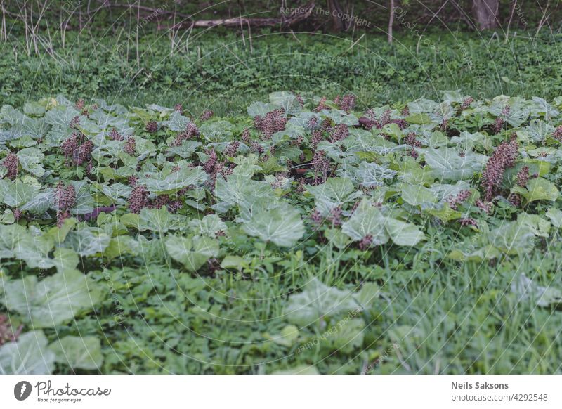 Blüten und Blätter der Rosa Pestwurz (Petasites hybridus) auf Wiese Hintergrund Blütezeit Moor allgemein Teufel früh Flora Blume Blumen Garten Gartenarbeit grün