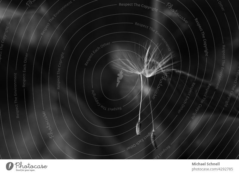 Zwei Samen einer Pusteblume (Löwenzahn) Flugsamen Pflanze Detailaufnahme Makroaufnahme Schwache Tiefenschärfe Frühling leicht Leichtigkeit Wind wegfliegen