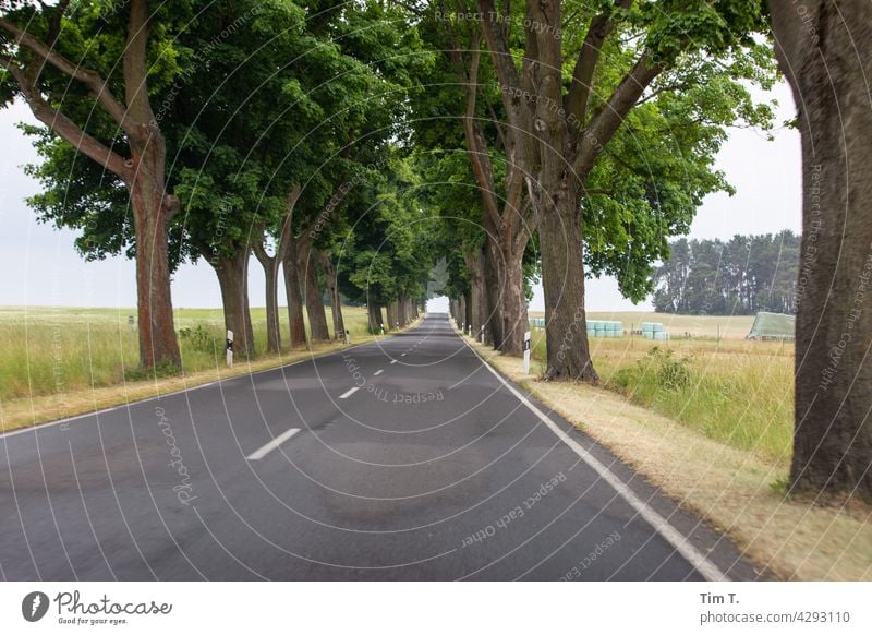 eine alte Brandenburger Allee Landschaft Baum Natur Außenaufnahme Menschenleer Farbfoto Umwelt Wege & Pfade Straße Landstraße Verkehrswege Tag Asphalt