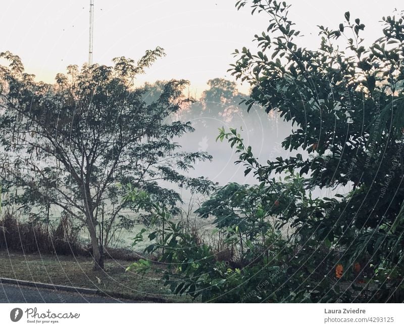 Morgennebel durch die Bäume Nebel neblig Sonnenlicht Landschaft Natur Baum im Freien Saison Morgenlicht Umwelt Ansicht grün schön Licht natürlich Hintergrund