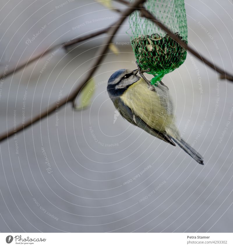 Blaumeise hängend am Futterbeutel Meisen Vogel Tier Wildtier gelb blau Nahrung Nahrungsaufnahme Außenaufnahme Zweige Ganzkörperaufnahme niemand Menschenleer