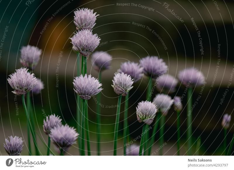 dekorative Zwiebel im Garten. Ziergarten Pflanze, große runde lila Blume Nahaufnahme, blühende Zwiebeln purpur Gartenarbeit Lauch Eröffnung Blütenstand