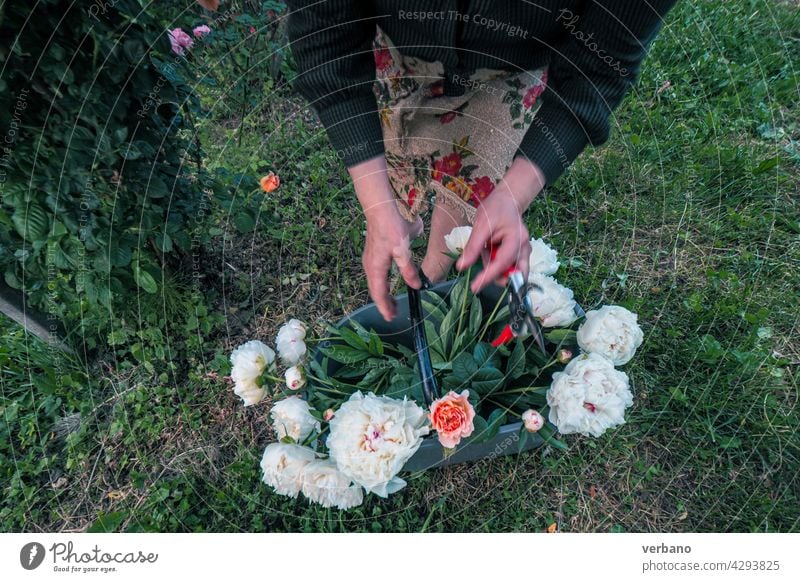 Bäuerin beim Schneiden und Pflücken von Bio-Blumen Garten Pflanze Gemüse Ackerbau grün Lebensmittel Feld Gartenarbeit Natur organisch Blatt Boden Bauernhof