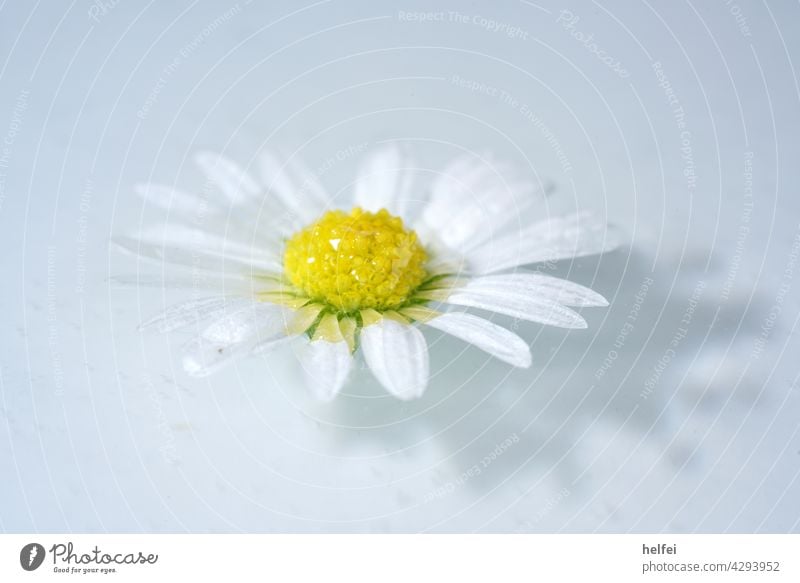 Gänseblümchen im Wasser treibend mit Schatten, Makro Aufnahme im Studio Blüte Makroaufnahme Wiesenblume Gänseblume Blütenblätter Tausendschön Wildpflanze