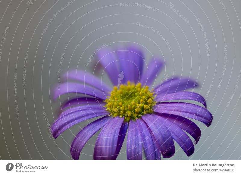 Blaues Gänseblümchen, Brachyscome multifida aus Australien Pflanze Blume Blütenstand Staude mehrjährig Asteraceae Korbblütler Compositae blau blaue Zungenblüten