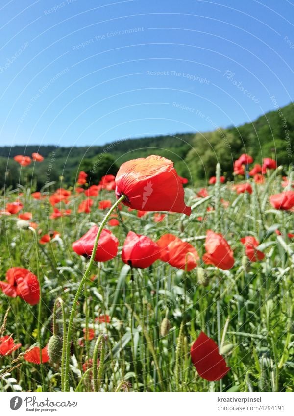 Mohn im Wind 🍃 Mohnfeld Mohnblüte mohnblumen mohnwiese Mohnblume Sommer Wiese Klatschmohn roter mohn Feld Blume Idylle Pflanze Menschenleer