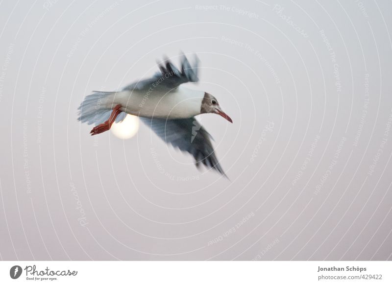 Flug über den Mond II Tier Abend Mondschein Mondaufgang Möwe Möwenvögel fliegen fliegend Freiheit Flügel Schweben erhaben Höhe Überflug Urlaubsfoto Ostsee