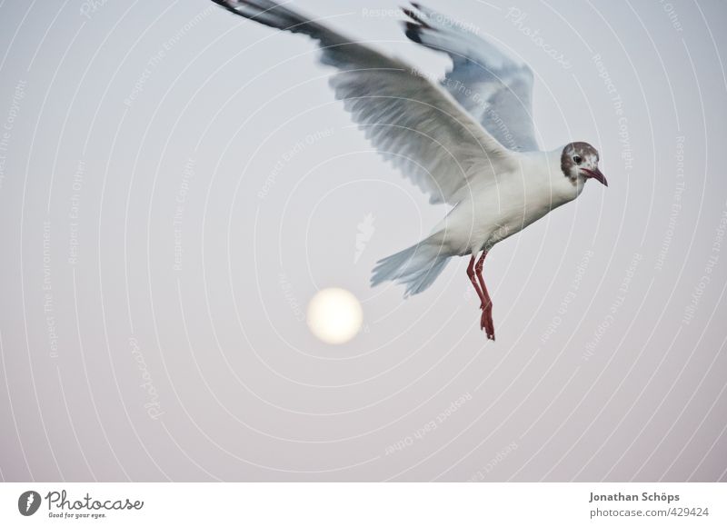 Flug über den Mond III Tier Abend Mondschein Mondaufgang Möwe Möwenvögel fliegen fliegend Freiheit Flügel Schweben erhaben Höhe Überflug Urlaubsfoto Ostsee