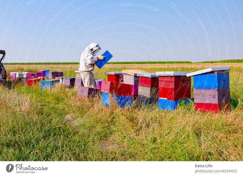 Imker, Imker arbeitet im Bienenhaus, Reihe von Bienenstöcken, Bienenfarm Aktivität Bienenkorb Bienenzucht angeordnet Bienenstock brüten beschäftigt