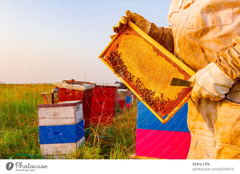 Imker, Imkerin hält versiegelte volle Wabe mit Honig Ackerbau Zuteilung Bienenkorb Bienenzucht angeordnet Bienenstock Bienenwachs Verschlussdeckel Zellen