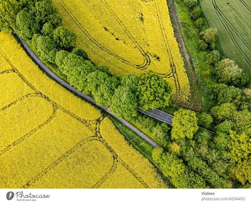 Vogelperspektive Raps Rapsfeld Nutzpflanze gelb vogelperspektive Landstraße Agrar Landwirtschaft Strukturen von oben Spuren blüte ernte bäume Lewat reps