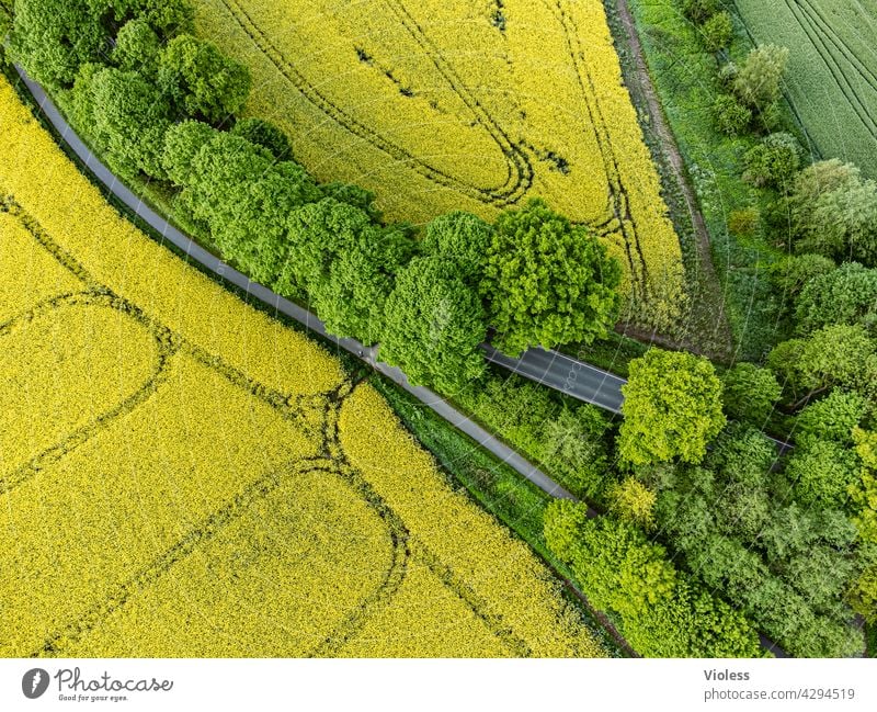 Vogelperspektive II Kreuzblütengewächse reps Lewat feld bäume Strukturen von oben Spuren ernte Landwirtschaft gelb Nutzpflanze Agrar Rapsfeld Landstraße