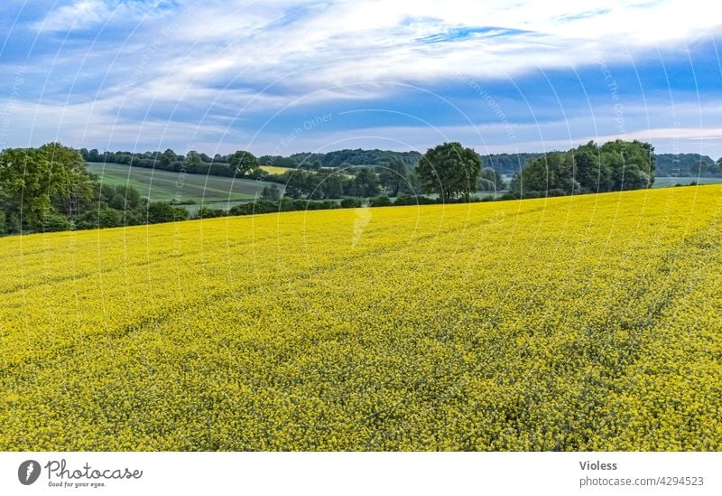 Vogelperspektive II Kreuzblütengewächse reps Lewat feld bäume ernte Spuren Landwirtschaft Strukturen von oben Agrar Landstraße vogelperspektive gelb Nutzpflanze