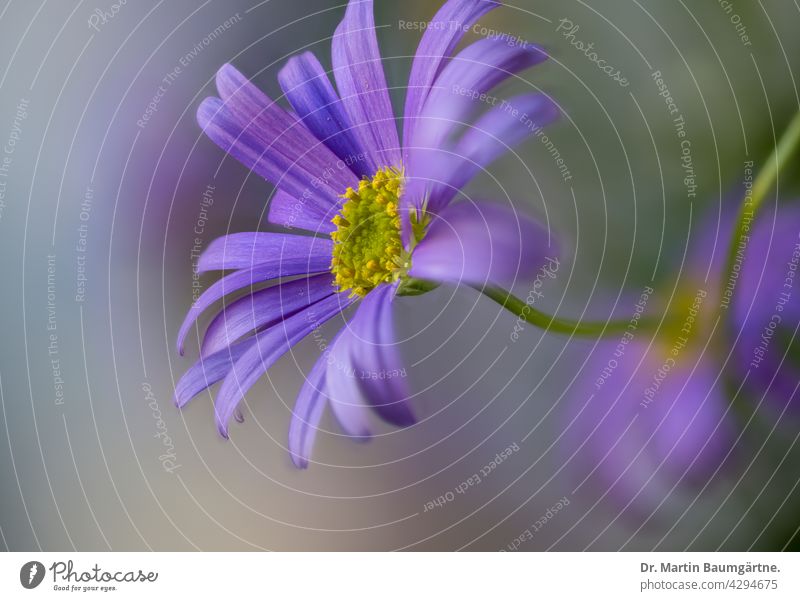 Blaues Gänseblümchen, Brachyscome multifida aus Australien Pflanze Blume Blütenstand Staude mehrjährig Asteraceae Korbblütler Compositae blau blaue Zungenblüten