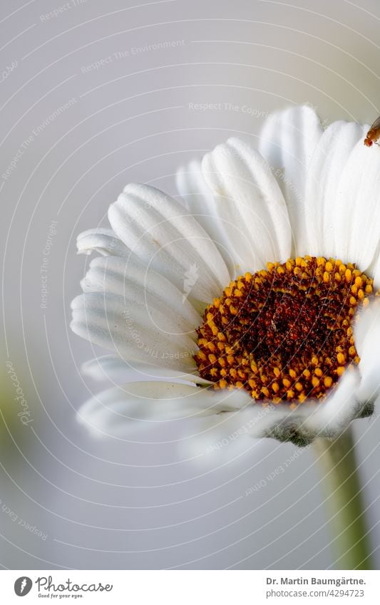 Rhodanthemum sp.  aus Marokko möglicherweise Kulturvarietät "Casablanca" Pflanze Blume blühen Sorte Hybride Blütenstand Korbblütler Asteraceae weiß Zwergstrauch