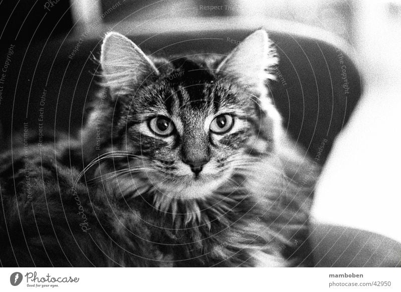 Norwegische Waldkatze Katze Norwegen analog Schwarzweißfoto