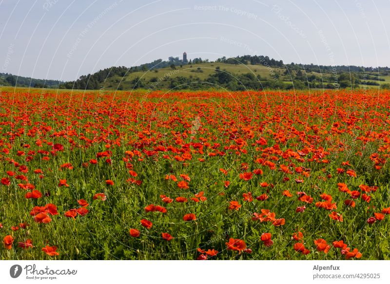 the same procedure as every mohnday Mohn Mohnblüte Mohnfeld Sommer Blume Pflanze Außenaufnahme Wiese Natur Wildpflanze Klatschmohn mohnwiese Menschenleer