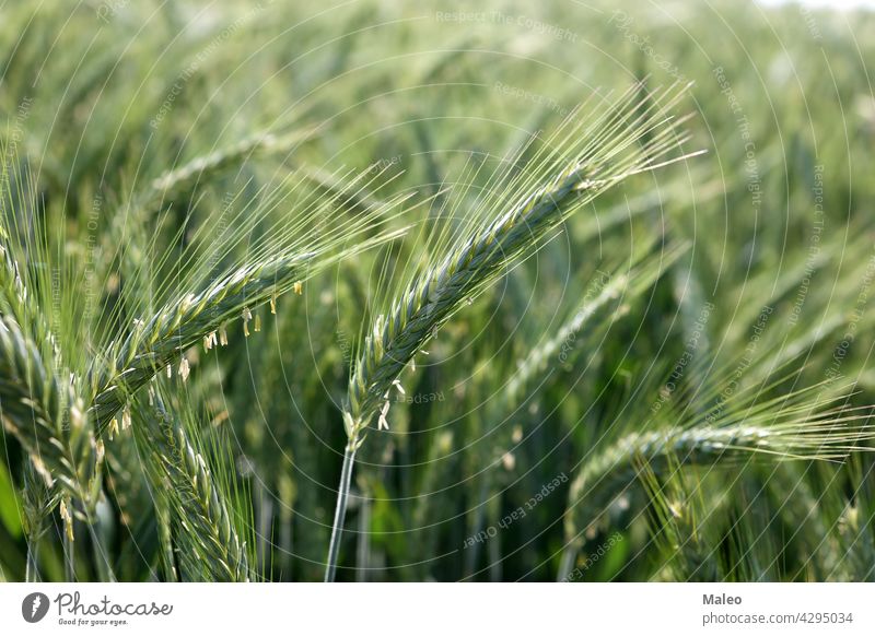 Nahaufnahme von jungem grünen Weizen auf dem Feld Natur Pflanze wachsen Wachstum Ackerbau Hintergrund Bauernhof frisch Müsli ländlich Samen Frühling Sommer