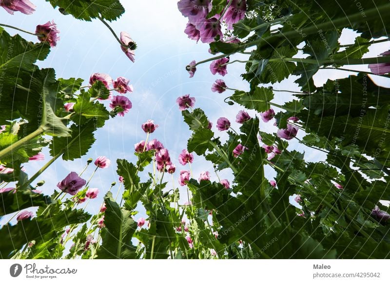 Feld mit rotvioletten Mohnblüten im Sommer Ackerbau Hintergrund schön Schönheit Blütezeit Überstrahlung Botanik hell Blütenknospen Wolken Farbe farbenfroh Land