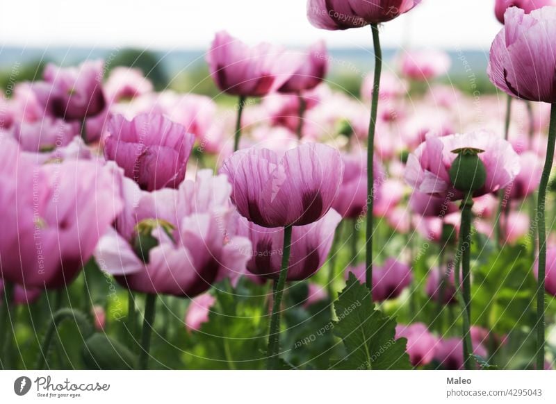 Feld mit rotvioletten Mohnblüten im Sommer Ackerbau Hintergrund schön Schönheit Blütezeit Überstrahlung Botanik hell Blütenknospen Wolken Farbe farbenfroh Land