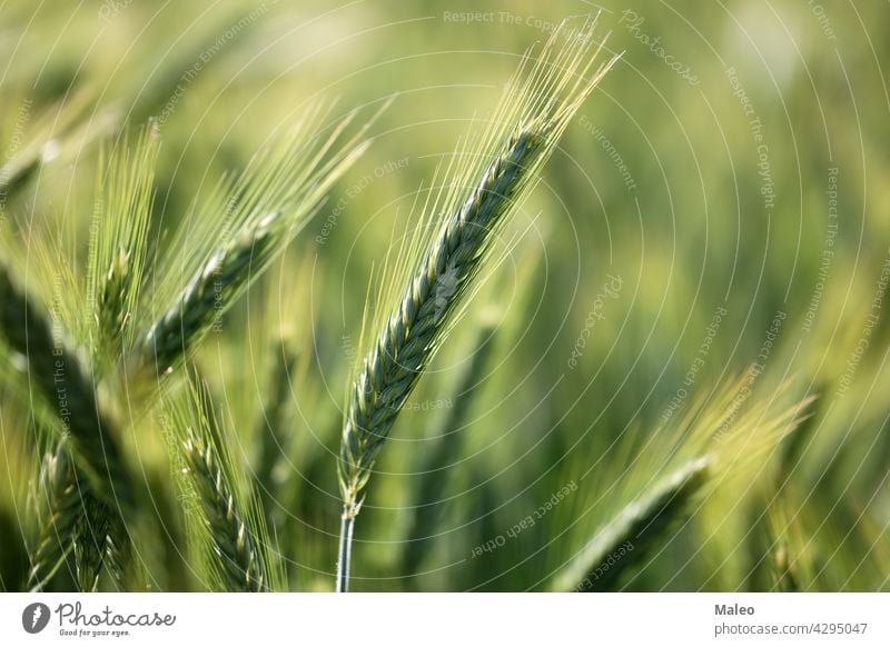 Nahaufnahme von jungem grünen Weizen auf dem Feld Natur Pflanze wachsen Wachstum Ackerbau Hintergrund Bauernhof frisch Müsli ländlich Samen Frühling Sommer