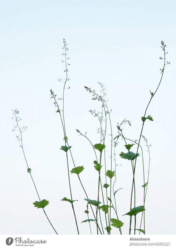 Spitzen eines Purpurglöckchen mit kleinen grünen Blättern an den dünnen Blütenstielen oberer Teil des zarten Blütenstängels vor himmelblauen Hintergrund Blume