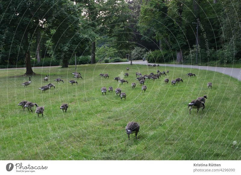 gras fressende gänseschar im stadtpark kanadagänse wildgänse wiese rasen vogelschar natur draußen viele frei bäume stadtgarten parkanlage branta canadensis