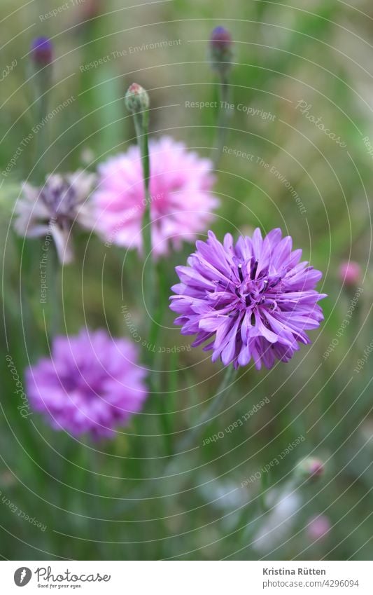 kornblumen in lilatönen violett rosa blühen blüte blüten zyane draussen natur wiese blumenwiese wildblumenwiese feld wegesrand draußen garten bauerngarten grün