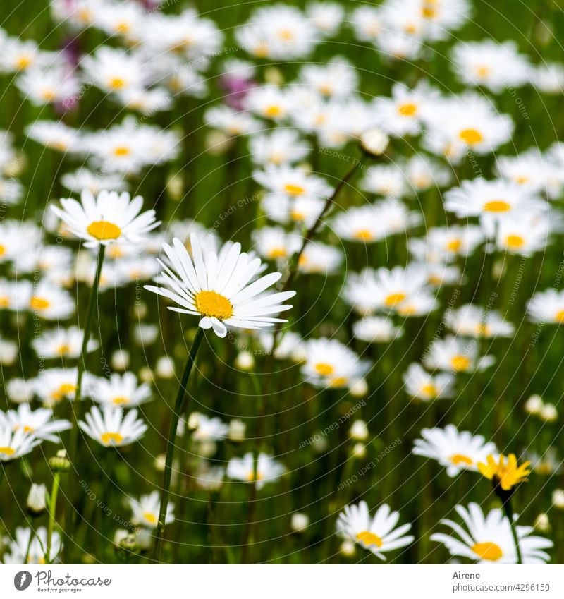 noch mehr Margeriten Blumenwiese Wiesenblume weiß Sommer grün natürlich Natur sommerlich Garten Sommertag blühen Blüte blühend Blüten Sommerwiese üppig viel